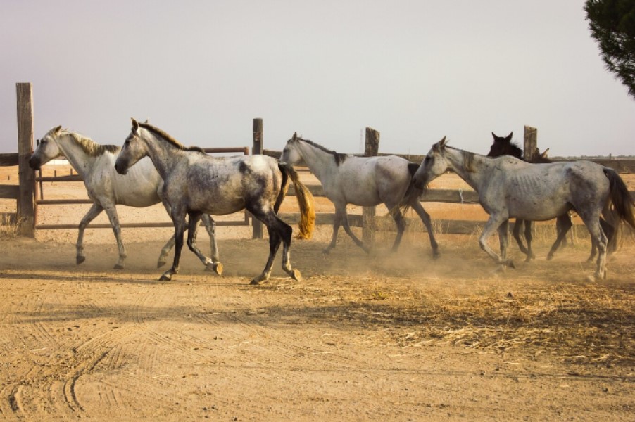 ブック メーカー 競馬　画像10