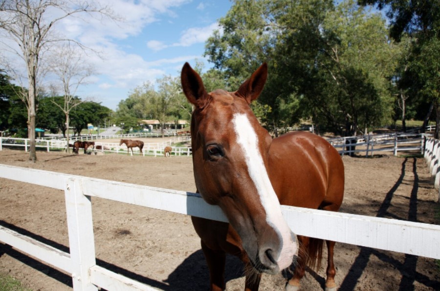 ブック メーカー 競馬　画像9